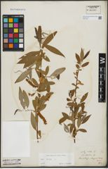 Foto von Salix alba L.